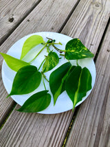 Rare Mix Pothos and philodendron Cuttings- Brazil philodendron - Golden Pothos - Neon Pothos - Jade philodendron - Indoor Houseplant