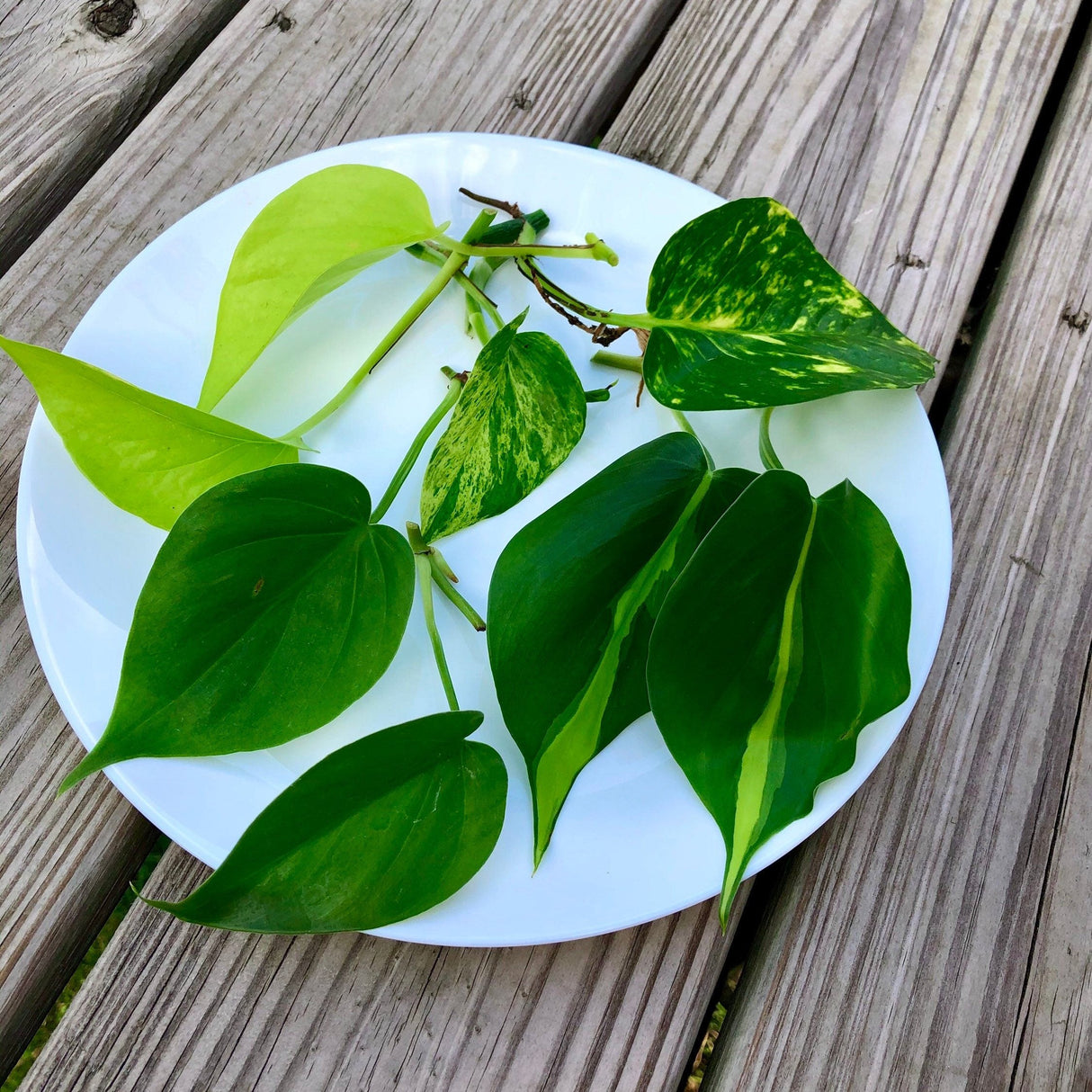 Rare Mix Pothos and philodendron Cuttings