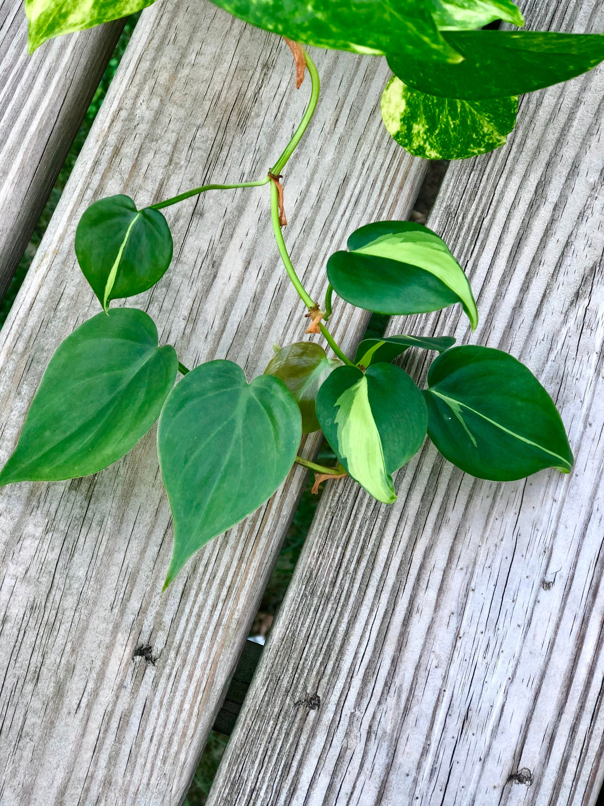 Rare Mix Pothos and philodendron Cuttings- Brazil philodendron - Golden Pothos - Neon Pothos - Jade philodendron - Indoor Houseplant