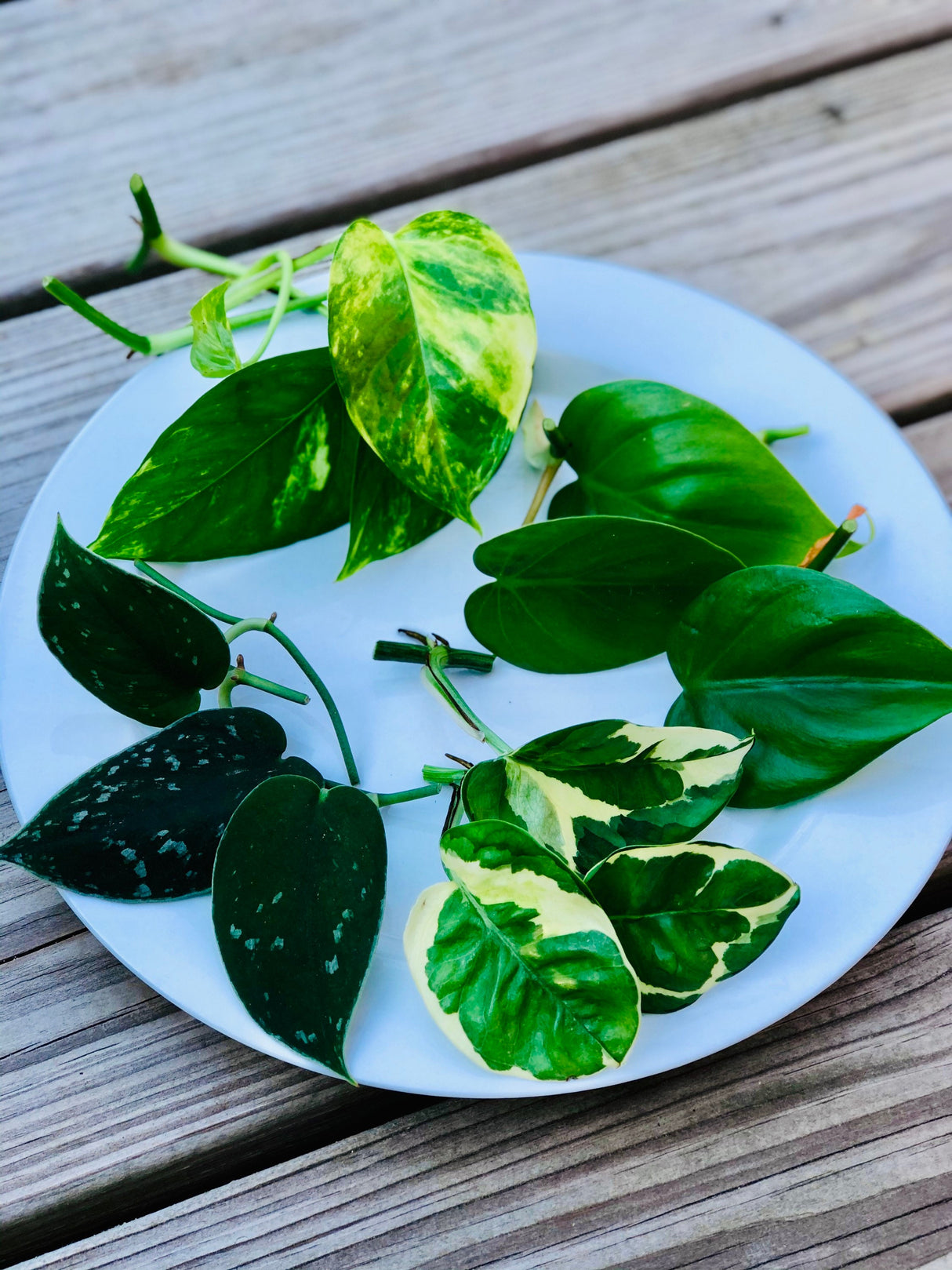 Rare Pothos cuttings Mix- Golden Pothos / Heart Leaf Philodendron / Silver Pothos / Njoy / Unrooted Single node cuttings - Easy care