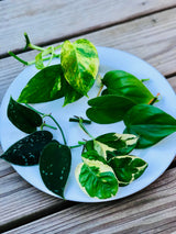 Rare Pothos cuttings Mix- Golden Pothos / Heart Leaf Philodendron / Silver Pothos / Njoy / Unrooted Single node cuttings - Easy care