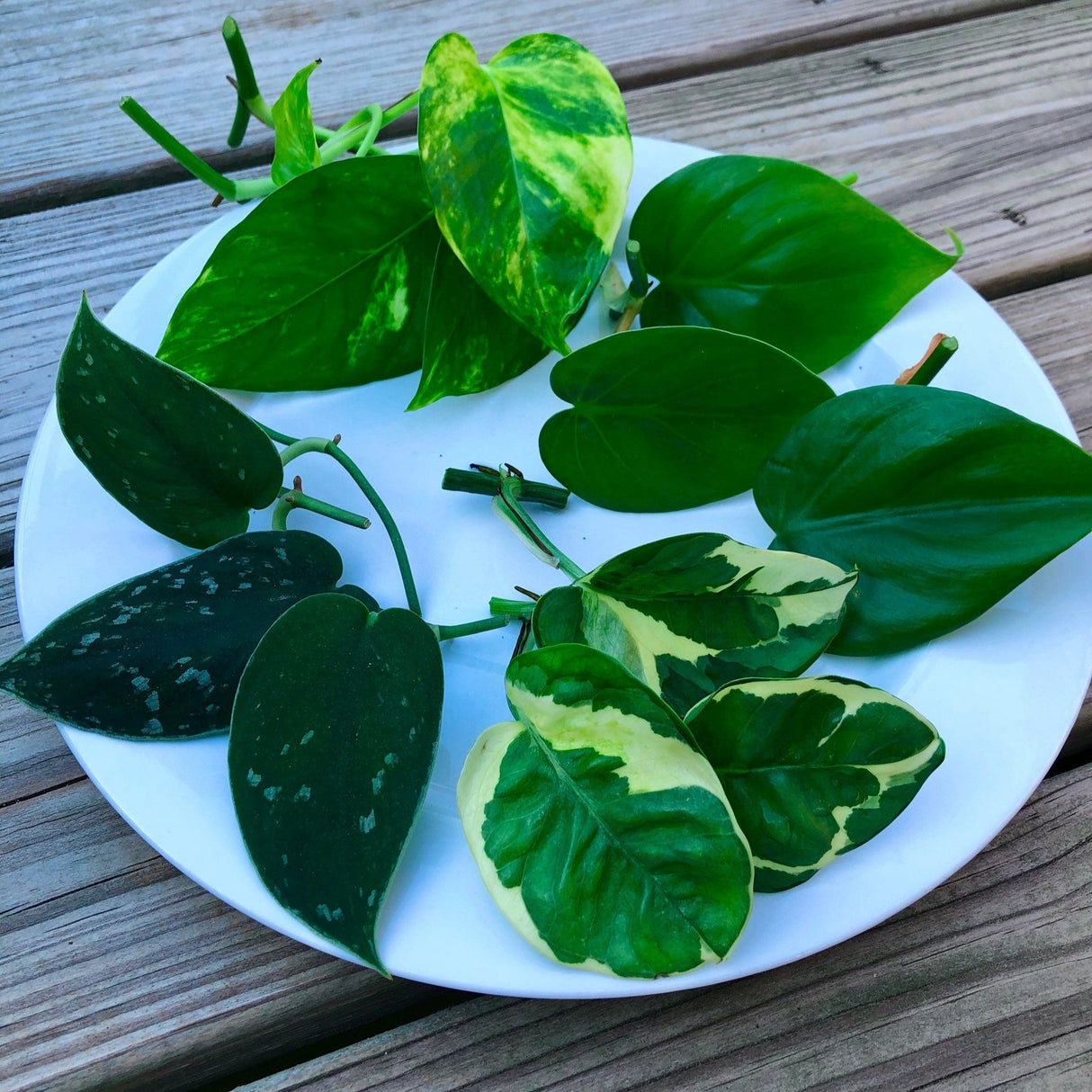 Rare Pothos cuttings Mix