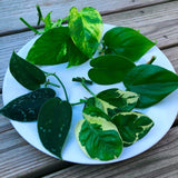 Rare Pothos cuttings Mix