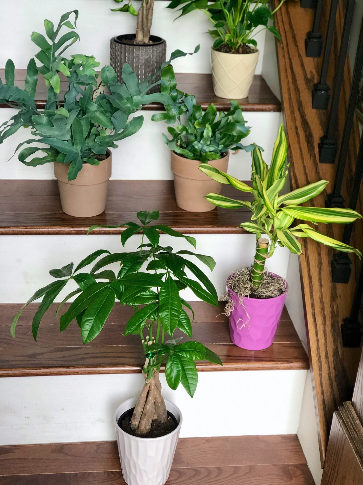 Lucky Money Tree in 4” decorative pot, Lucky Houseplant, Easy care tall indoor live plant Gift indoor plant, Pet friendly air purifier plant