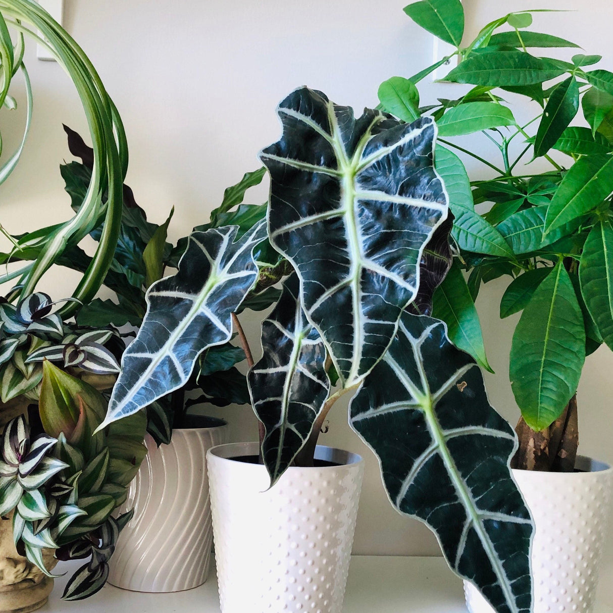 The Alocasia polly Easy care Indoor plant in 4" nursery pot