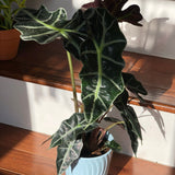 The Alocasia polly Easy care Indoor plant in 4" nursery pot