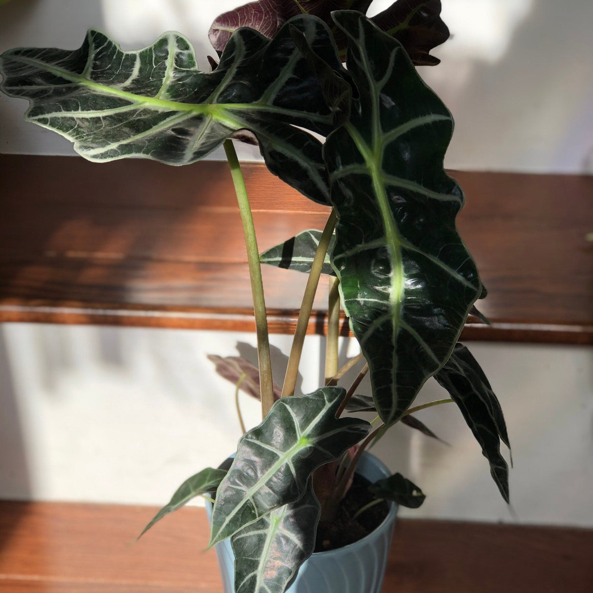 The Alocasia polly Easy care Indoor plant in 4" nursery pot