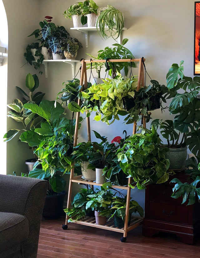 philodendron njoy Rare Pothos cuttings Mix- Marble Pothos, Heart Leaf Philodendron, Silv – PlantVers Houseplants