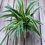 Variegated Spider Plant in a 5" Grow pot