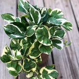 RARE Pothos Njoy FULL Pot 4”Pot