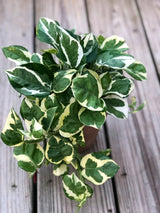 RARE Pothos Njoy FULL Pot 4”Pot- White Variegated Indoor Vines - Low light plant Houseplant- Easy care - Natural source of joy and pure air.