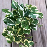 RARE Pothos Njoy FULL Pot 4”Pot