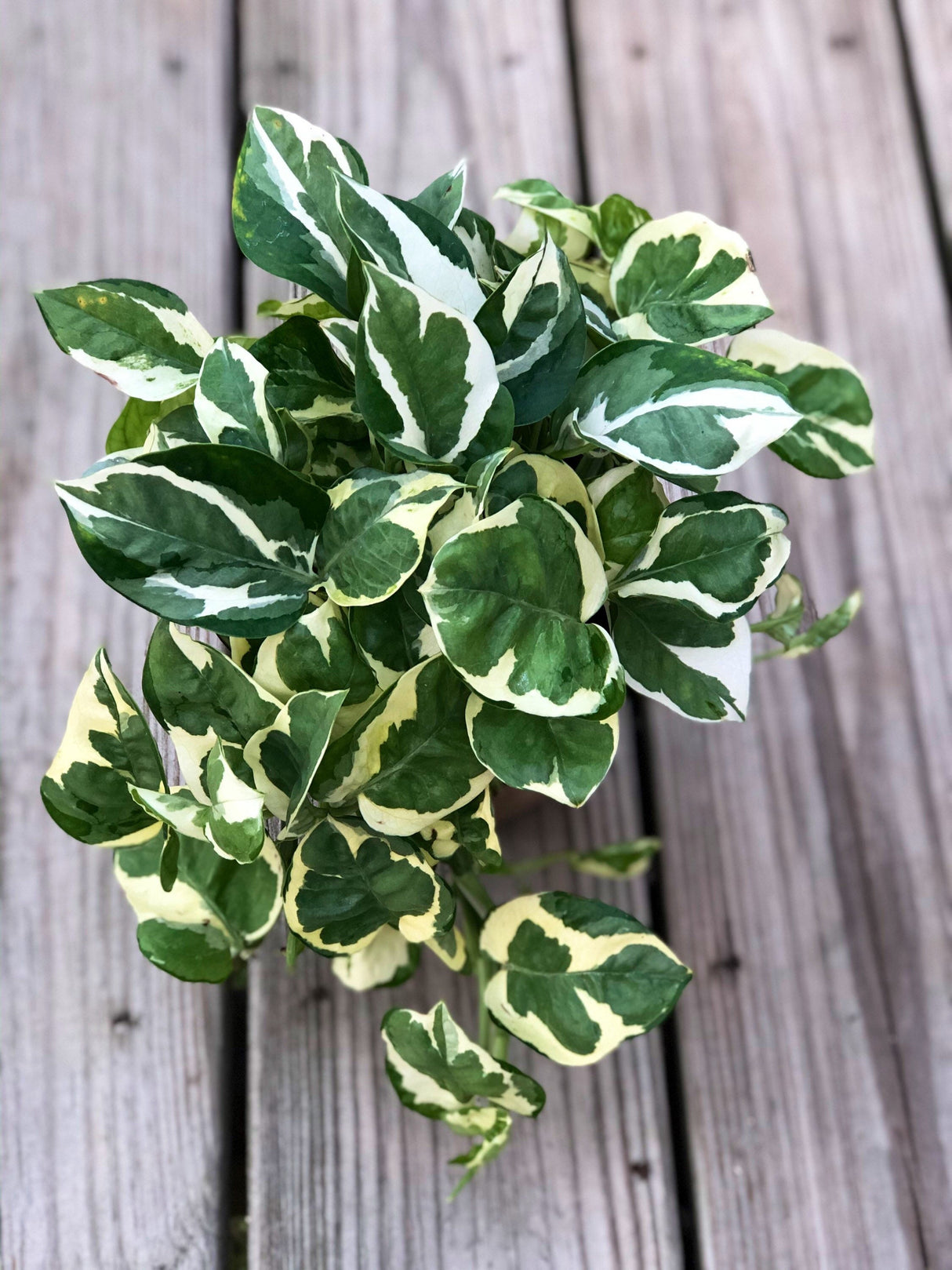 RARE Pothos Njoy FULL Pot 4”Pot- White Variegated Indoor Vines - Low light plant Houseplant- Easy care - Natural source of joy and pure air.