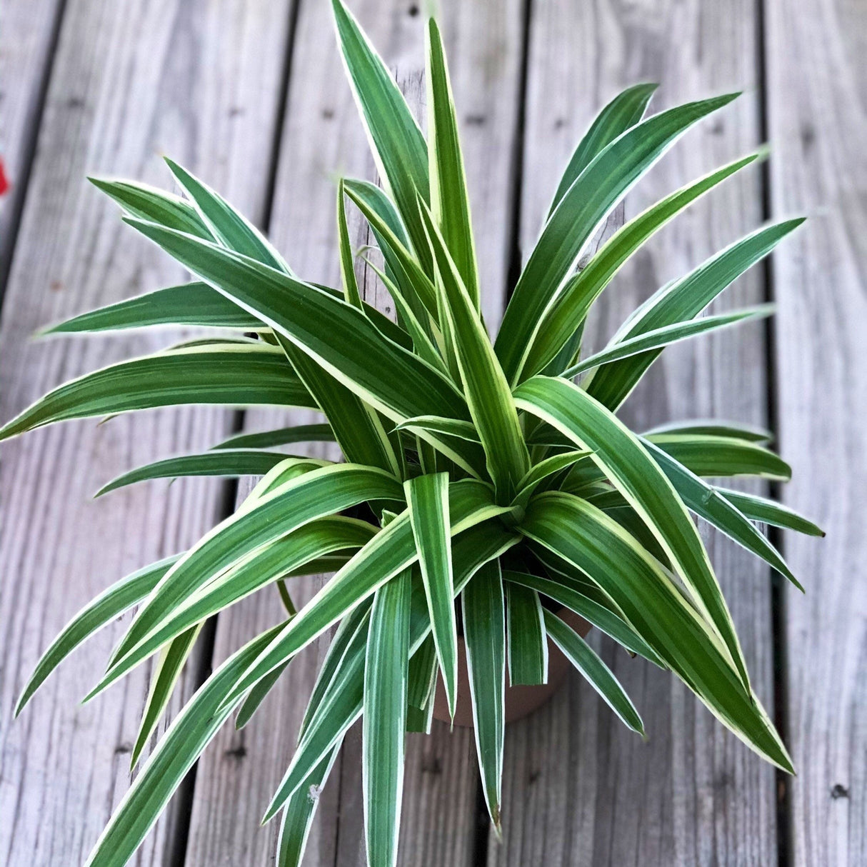 Variegated Spider Plant in a 5" Grow pot