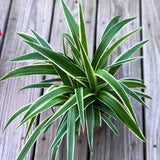 Variegated Spider Plant in a 5" Grow pot