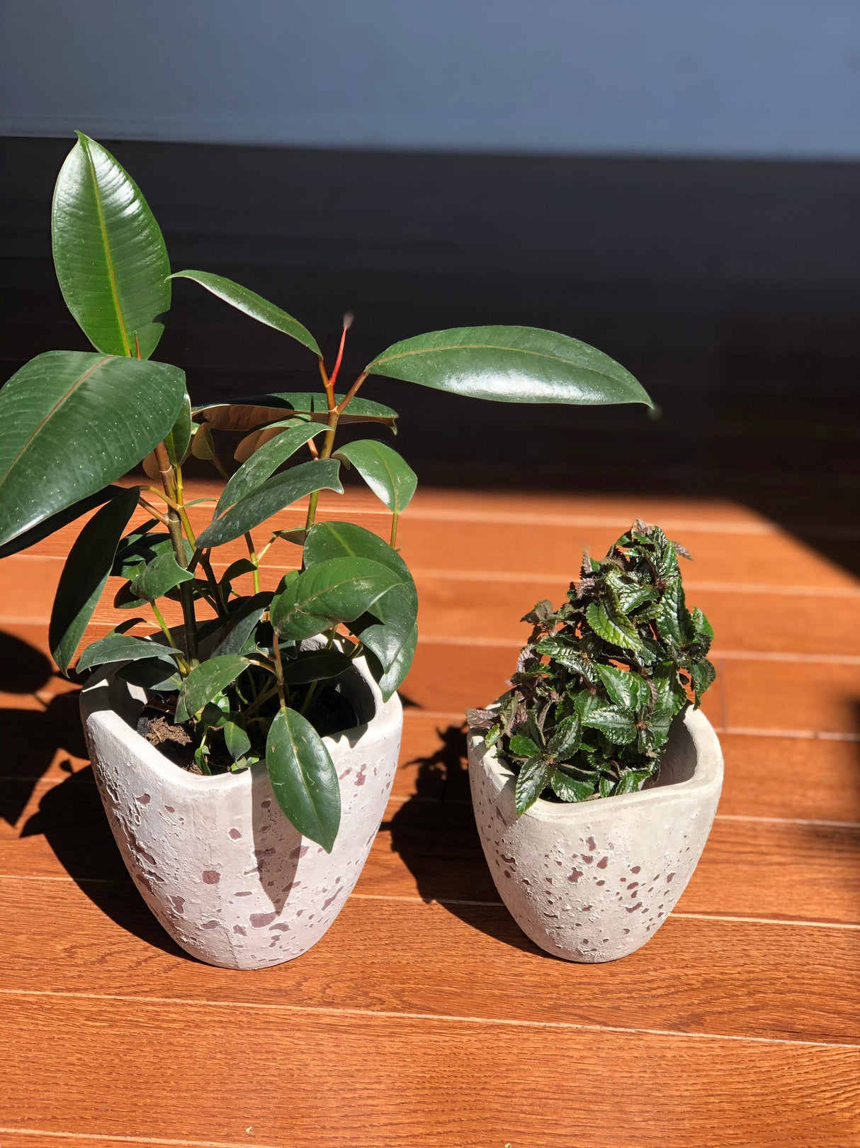 Rubber Tree - Ficus Elastica Burgundy - 4” Pot Indoor live rubber tree - Easy care houseplant - Home decor plant - Gift plant
