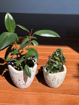 Rubber Tree - Ficus Elastica Burgundy - 4” Pot Indoor live rubber tree - Easy care houseplant - Home decor plant - Gift plant