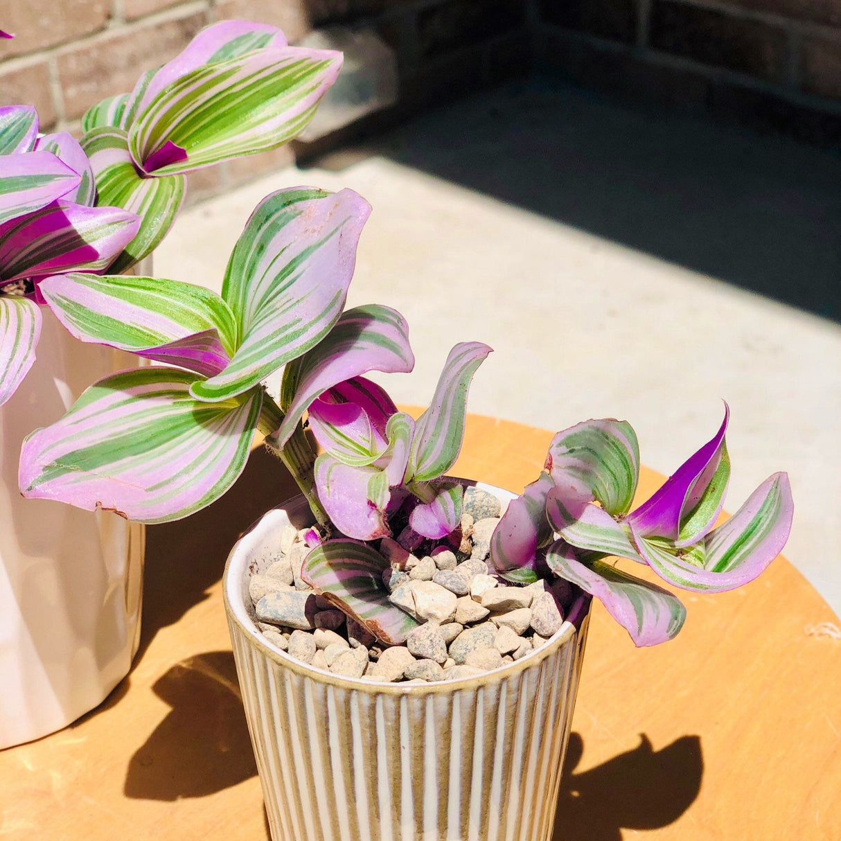 Rare Tradescantia Nanouk Fluminen Lilac in Nursery Pot Extremely RARE