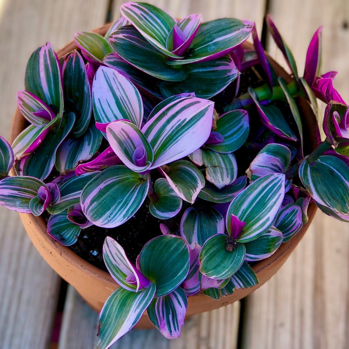 Rare Tradescantia Nanouk and wandering Jew cuttings mixed offer