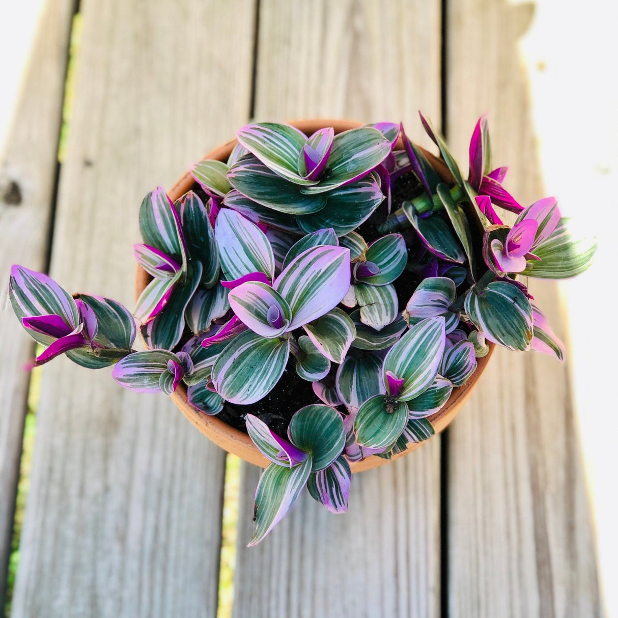 Rare Tradescantia Nanouk and wandering Jew cuttings mixed offer