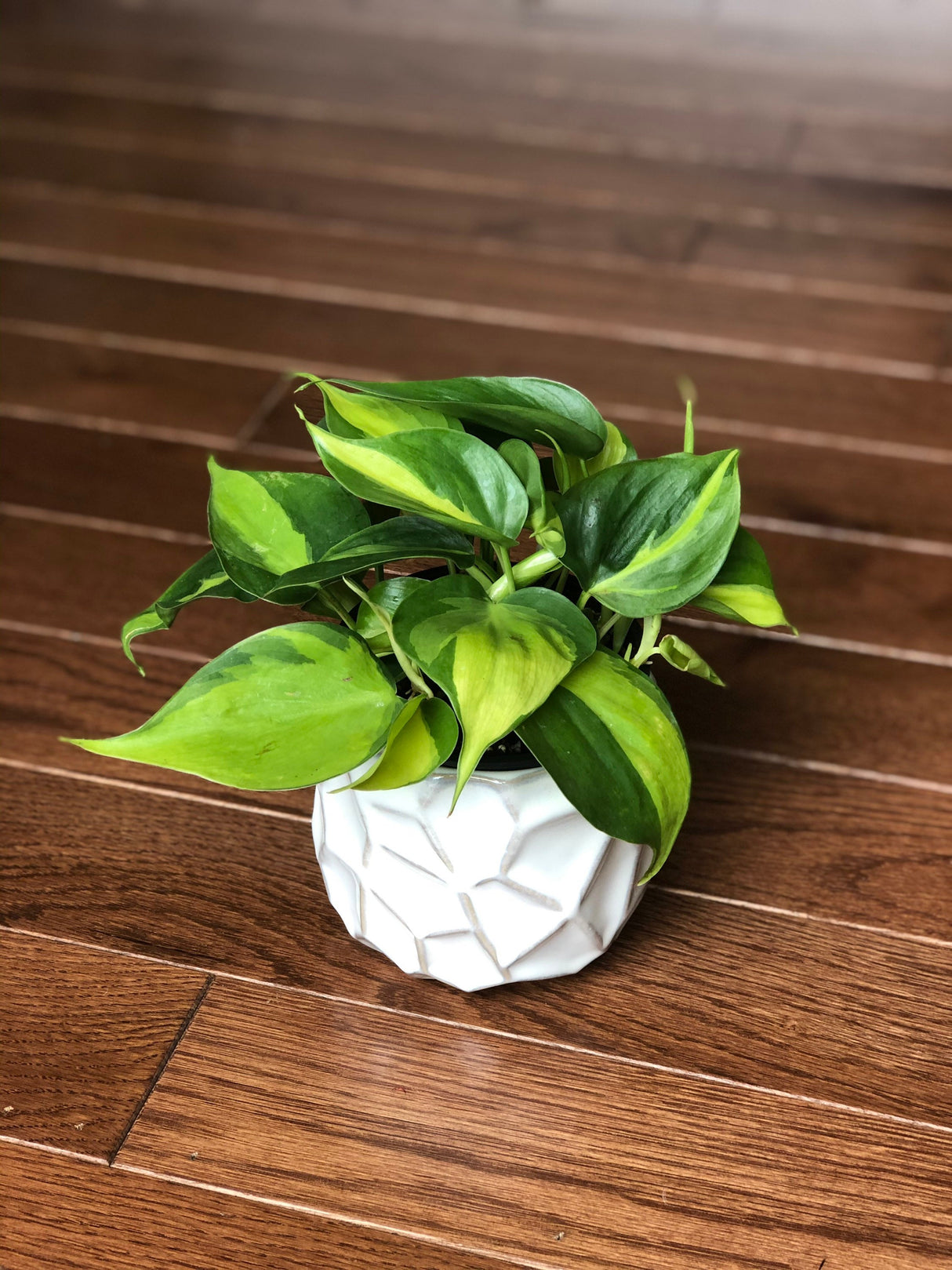 Rare Brazilian philodendron CUTTINGS Or 3” Pot Easy Care Houseplant Brasil Extremely Rare variety