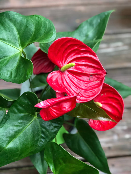 Red Anthurium plant in nursery pot - Live house plant - Flowers throughout year - Hardy easy care low light plant