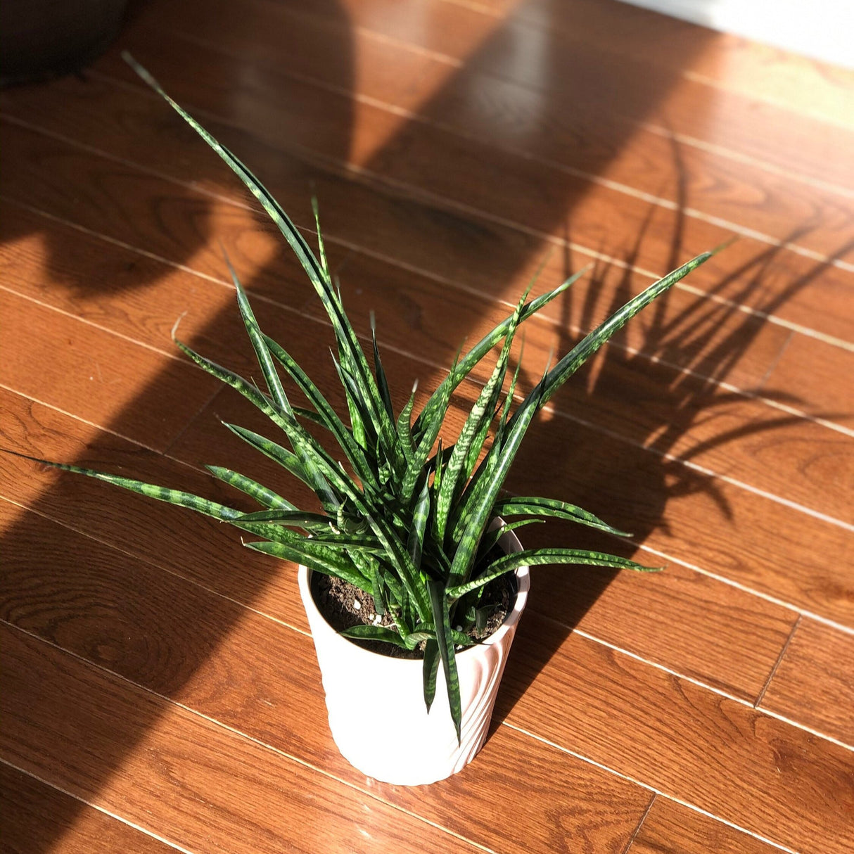 Rare Snake plant in a 4” pot