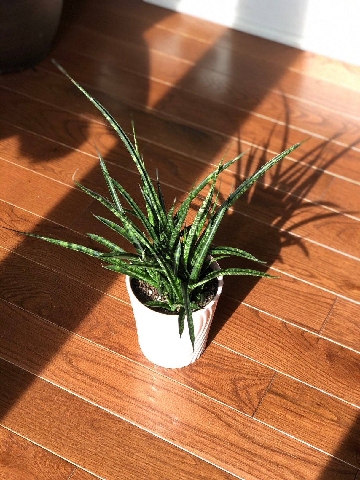 Rare Snake plant in 4” pot - indoor easy care low maintenance houseplant - low light Succulent - Live houseplant - Indoor air purifier
