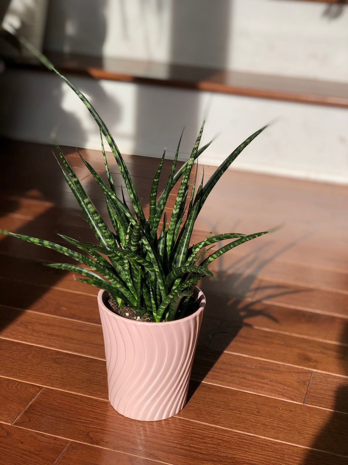 Rare Snake plant in 4” pot - indoor easy care low maintenance houseplant - low light Succulent - Live houseplant - Indoor air purifier