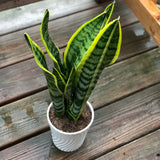 Snake Plant in a 4.5” nursery