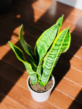 Snake Plant in a 4.5” nursery, Air purifying plant, Best indoor air purifier, Low light houseplant, Sansevieria plant, Easy care houseplant