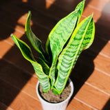 Snake Plant in a 4.5” nursery