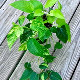 Rare Mix Pothos and philodendron Cuttings