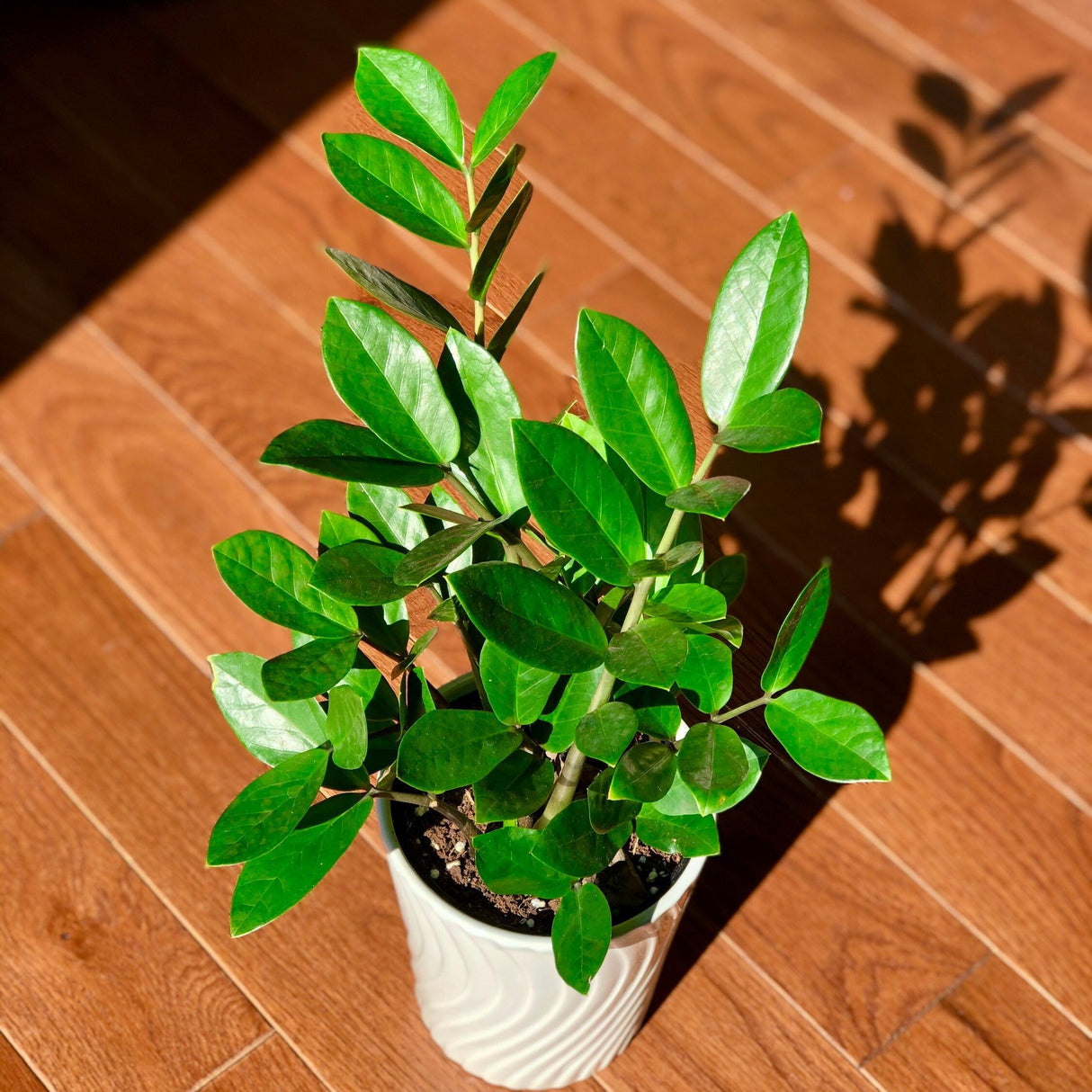 Zz Plant in 4" nursery Pot