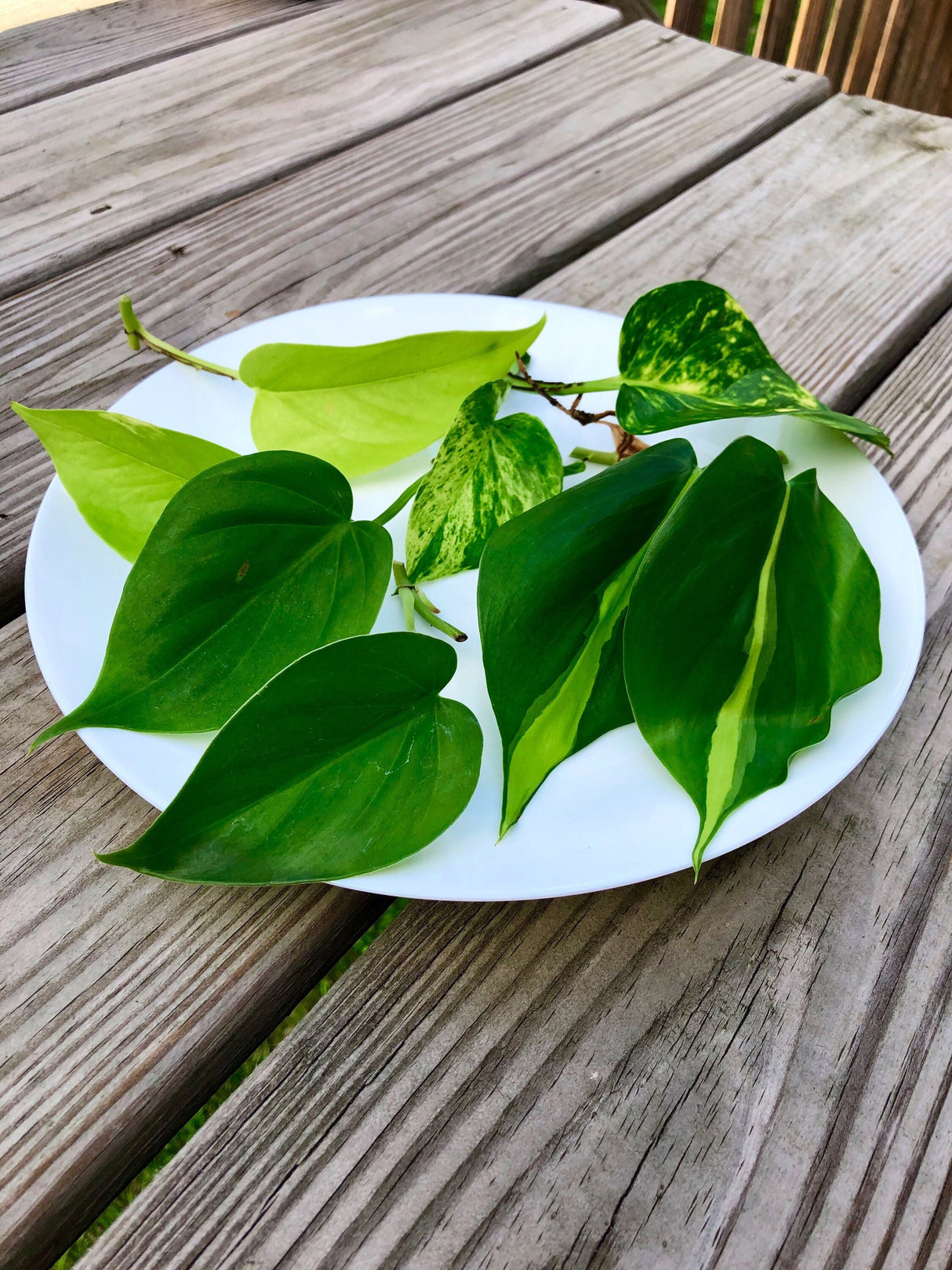 Rare Mix Pothos and philodendron Cuttings- Brazil philodendron - Golden Pothos - Neon Pothos - Jade philodendron - Indoor Houseplant