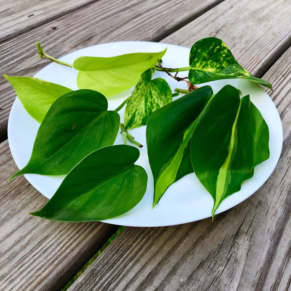 Rare Mix Pothos and philodendron Cuttings