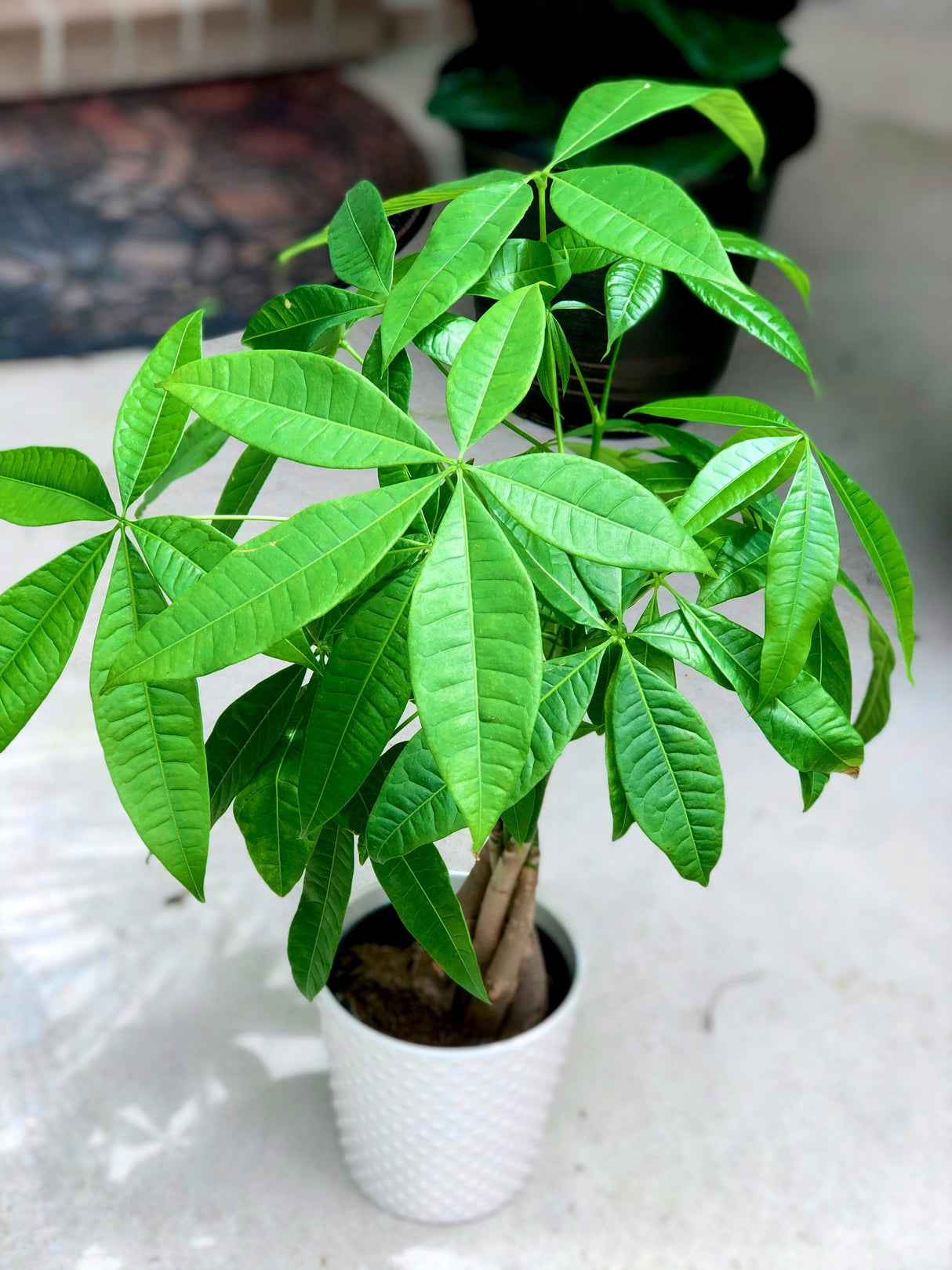 Lucky Money Tree in 4” decorative pot, Lucky Houseplant, Easy care tall indoor live plant Gift indoor plant, Pet friendly air purifier plant