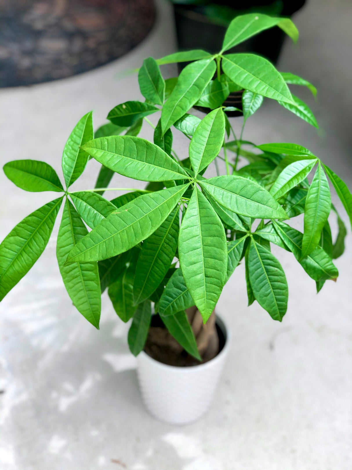 Lucky Money Tree in 4” decorative pot, Lucky Houseplant, Easy care tall indoor live plant Gift indoor plant, Pet friendly air purifier plant