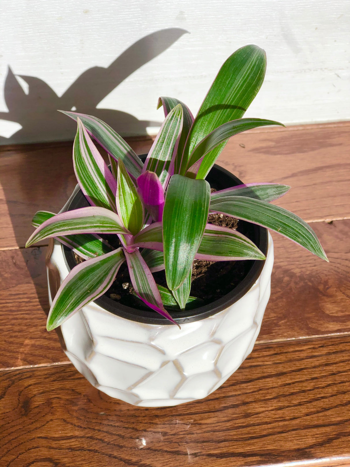 Rare Tradescantia - Rhoeo tricolor - purple variegated wandering Jew -  Mosses in the cradle - Beautiful Easy Care indoor plant
