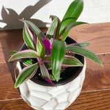 Rhoeo tricolor - Rare Tradescantia