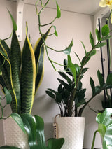 Snake Plant in a 4.5” nursery, Air purifying plant, Best indoor air purifier, Low light houseplant, Sansevieria plant, Easy care houseplant