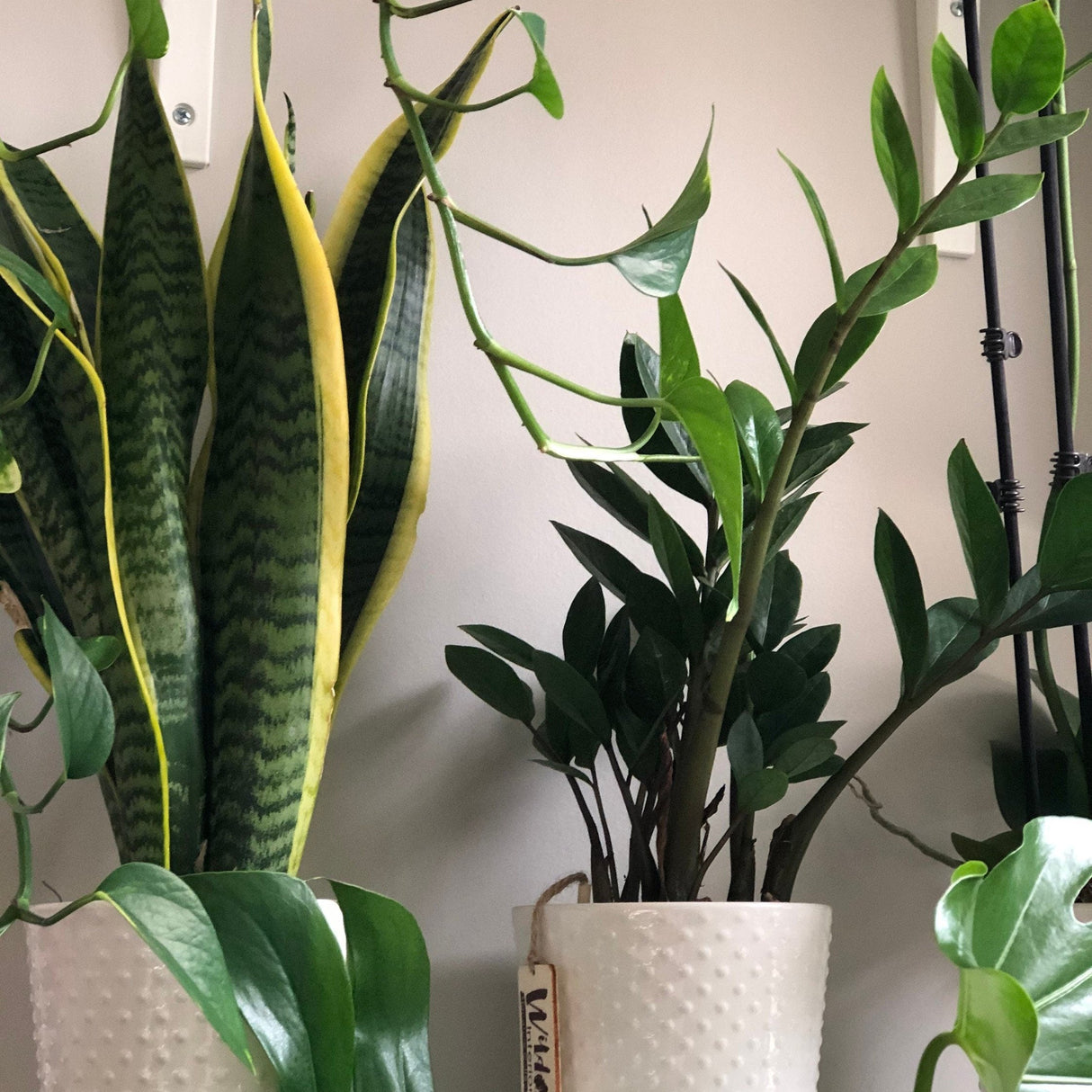 Snake Plant in a 4.5” nursery