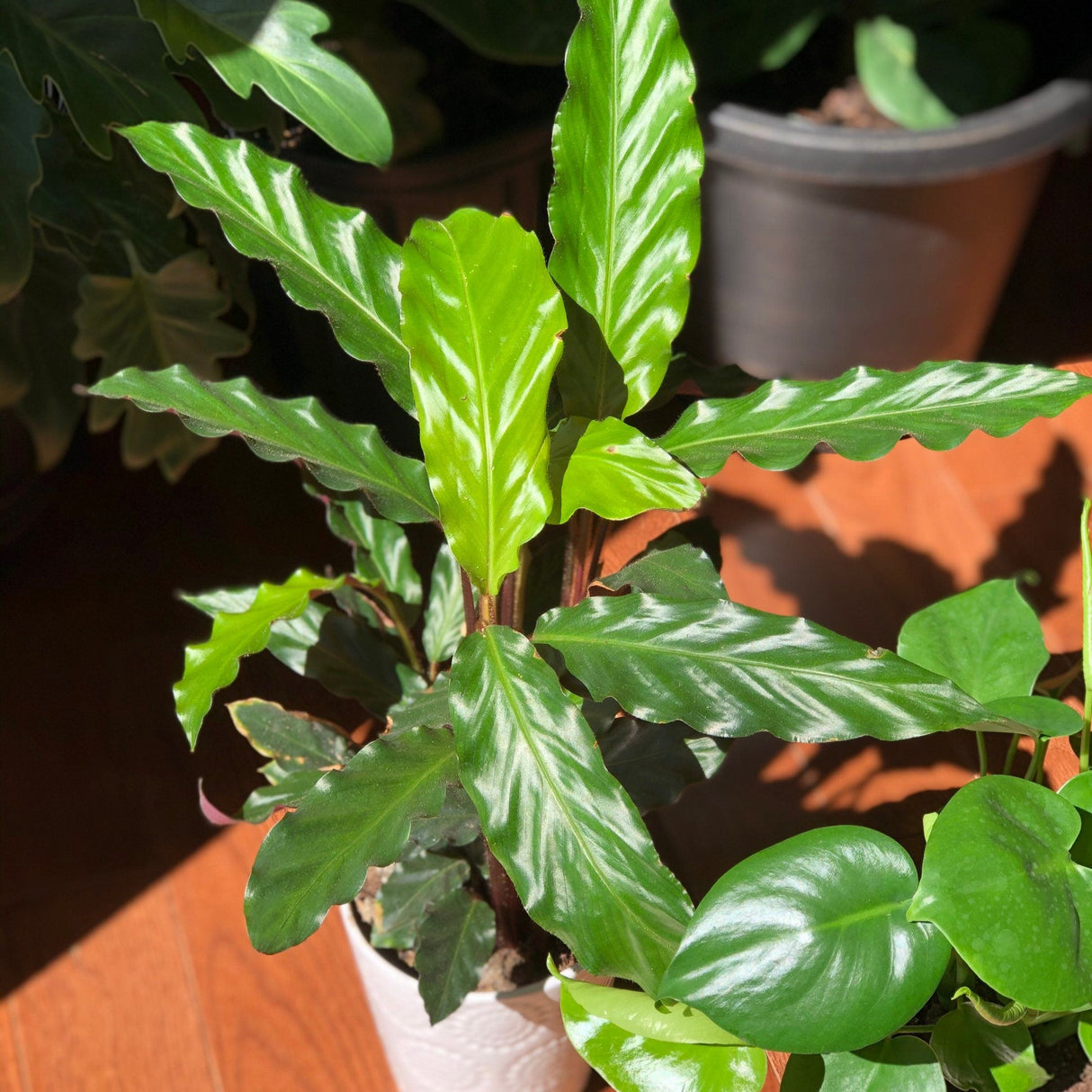 Calathea Rufibarba Live Plant in 4.5” Pot