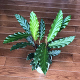 Calathea Rufibarba Live Plant in 4.5” Pot