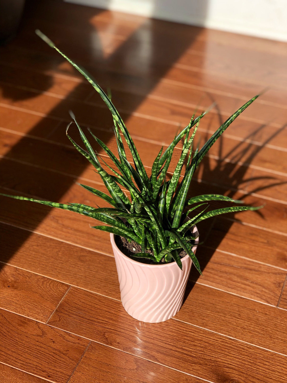 Rare Snake plant in 4” pot - indoor easy care low maintenance houseplant - low light Succulent - Live houseplant - Indoor air purifier