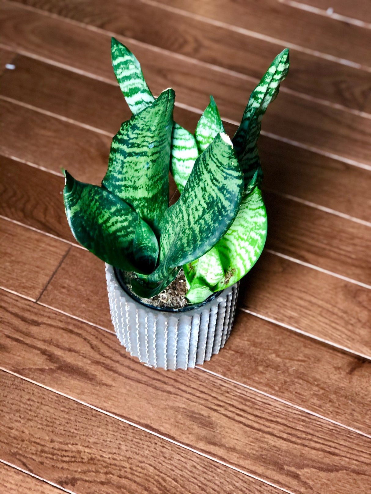 Snake Plant , Air purifying plant, Best indoor air purifier, Low light houseplant, Sansevieria plant, Easy care houseplant