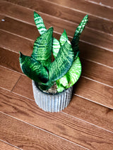 Snake Plant , Air purifying plant, Best indoor air purifier, Low light houseplant, Sansevieria plant, Easy care houseplant