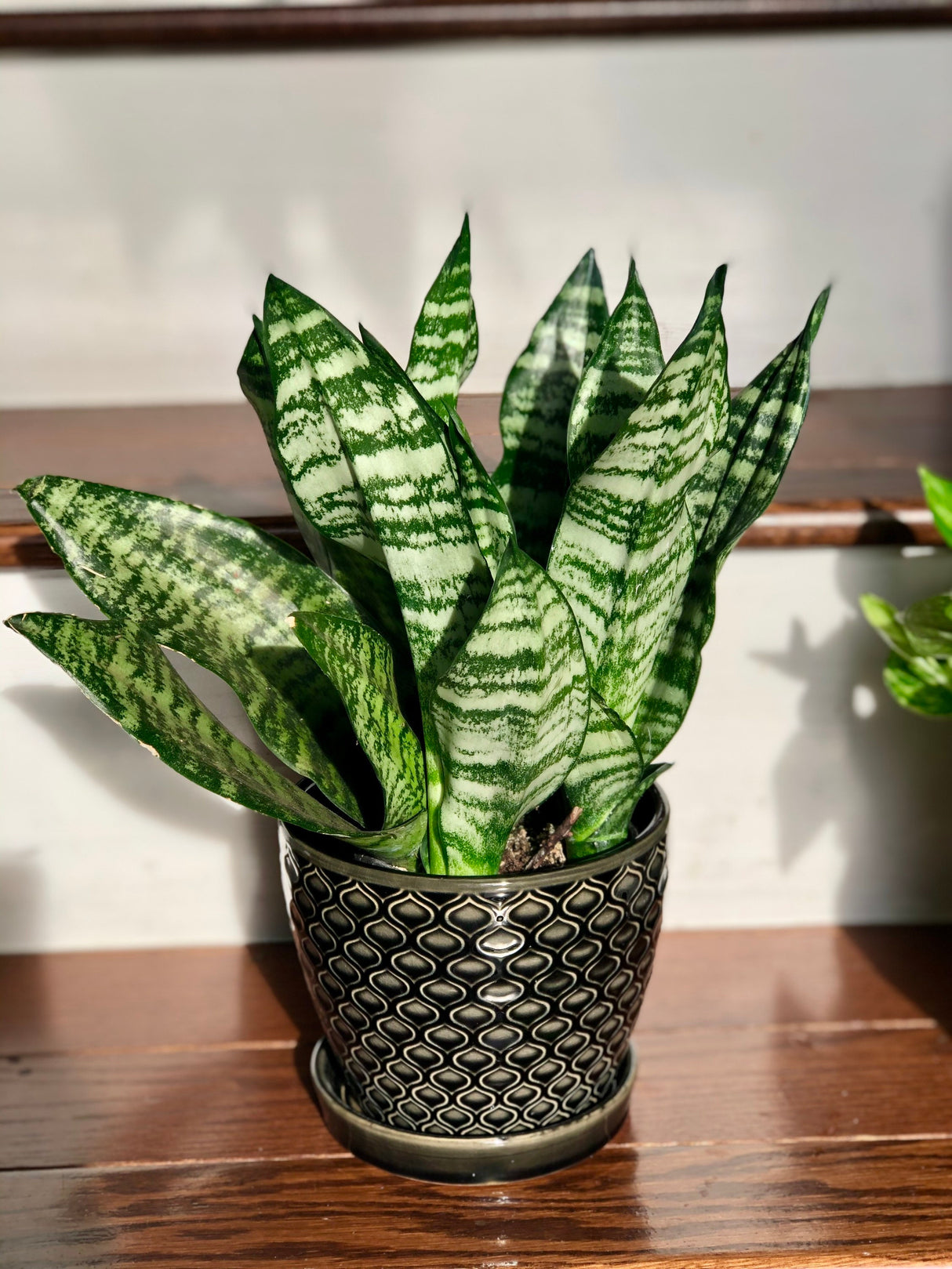 Snake Plant , Air purifying plant, Best indoor air purifier, Low light houseplant, Sansevieria plant, Easy care houseplant