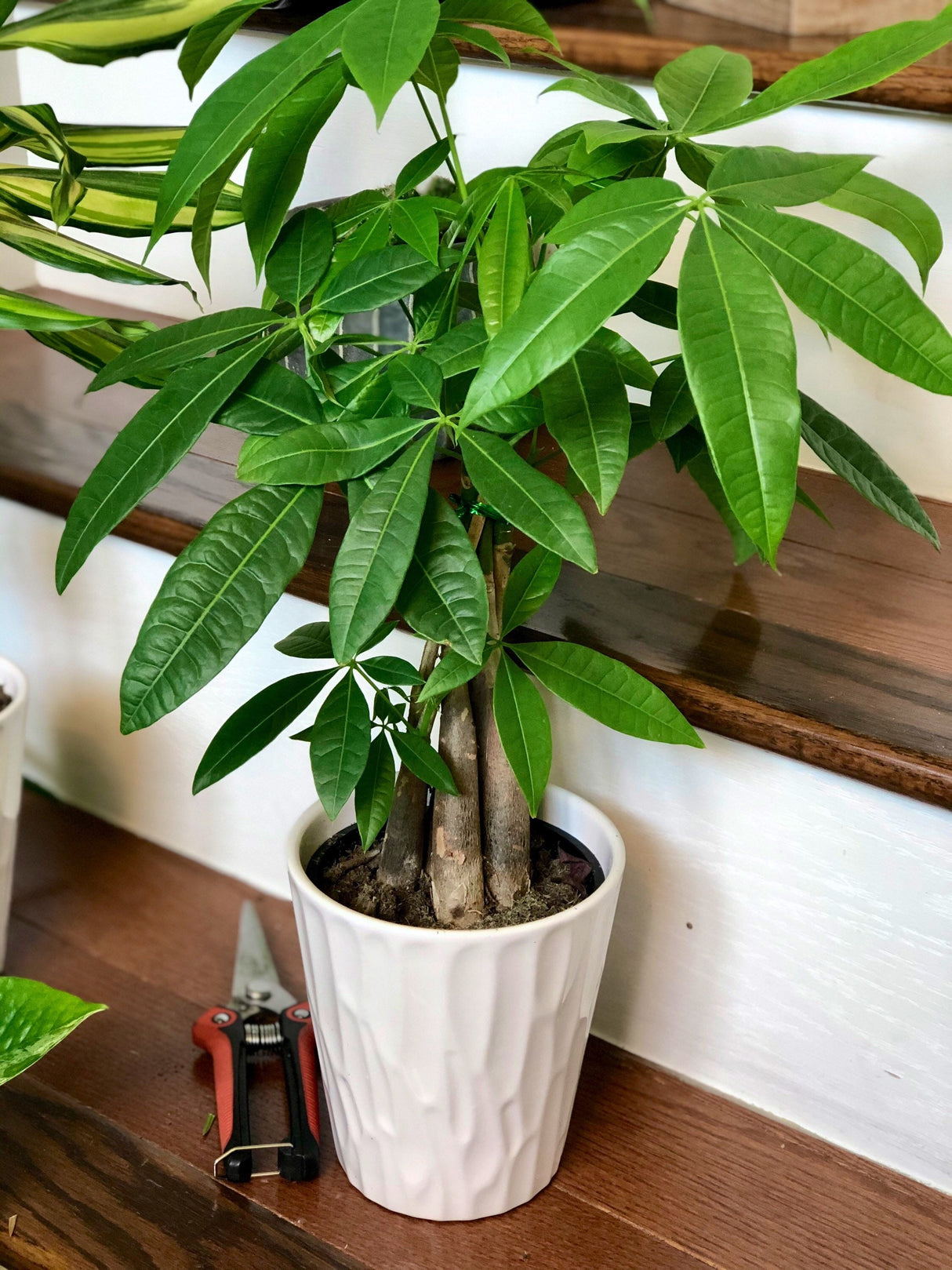 Lucky Money Tree in 4” decorative pot, Lucky Houseplant, Easy care tall indoor live plant Gift indoor plant, Pet friendly air purifier plant
