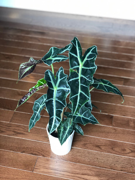 Alocasia Polly 4 Inch Pot- Large alocasia plant - low light indoor plants - Alocasia houseplant - Gift plant